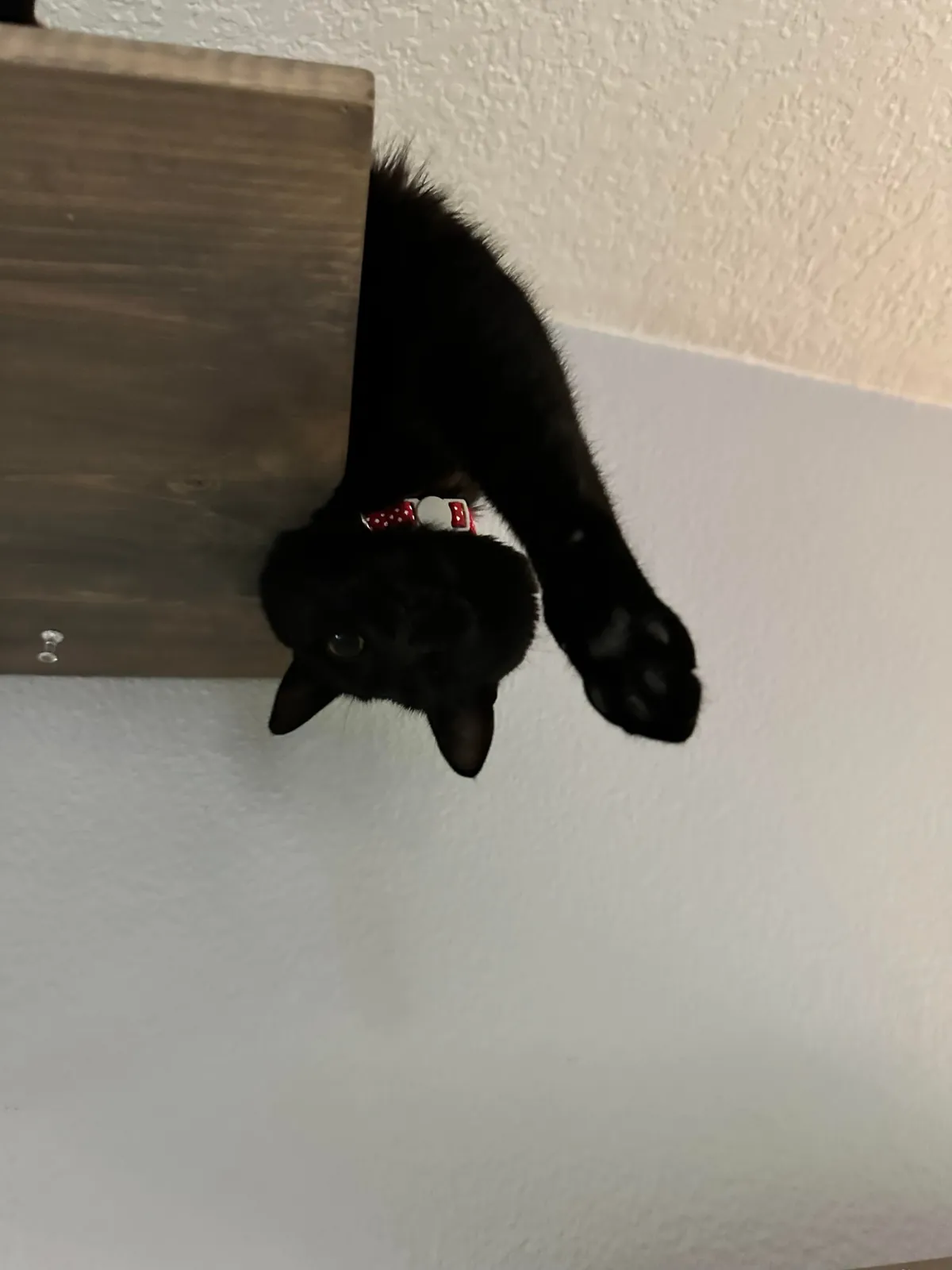 This is my parents’ cat Maple