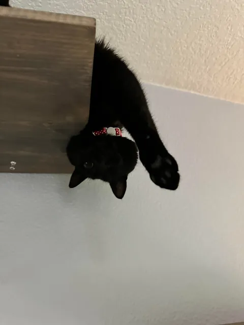 This is my parents’ cat Maple