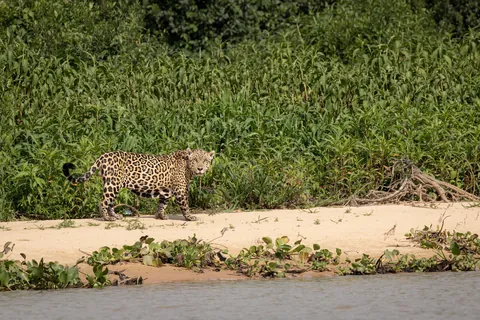 Self Drive Trip along the Transpantaniera Highway in the Brazilian Pantanal