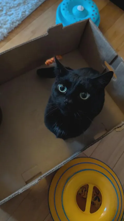 She asks for play time so politely 🖤