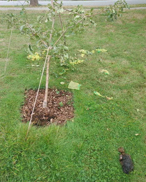 a bear snapped my apple tree, ate everything, and took a shit on my lawn