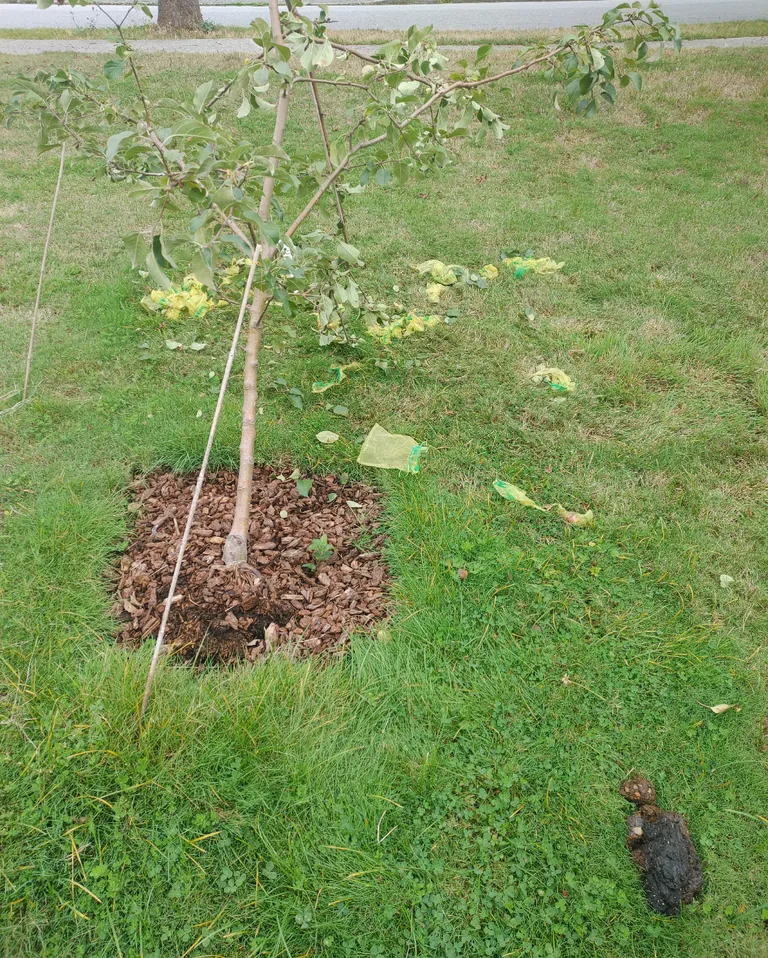 a bear snapped my apple tree, ate everything, and took a shit on my lawn