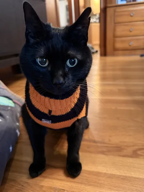 I was stung by a wasp. My cat really wants to lick the sting