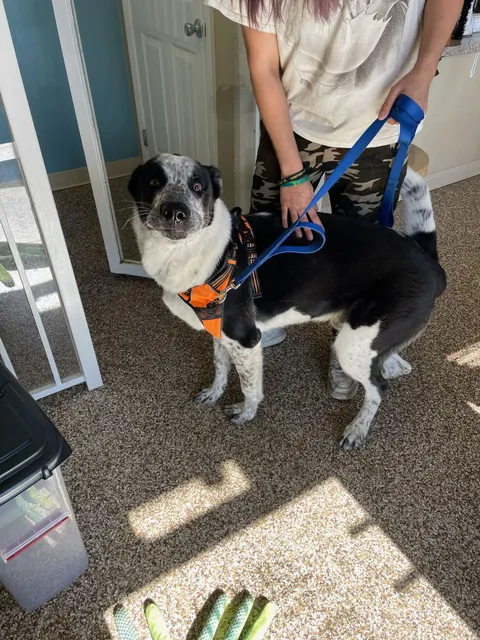 My husband dropped our dog off at doggie hotel. This was his face when he said, “bye buddy!”