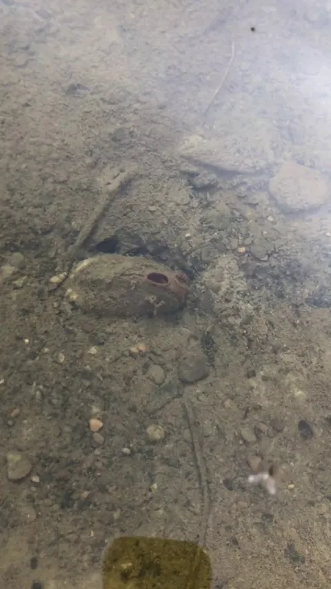 🔥 Hey gang, saw this animal in a freshwater creek in Erie county NY. Any ideas of what it is?