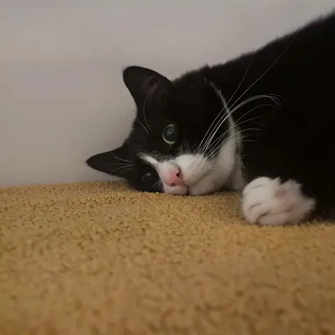 His first time reading Dostoyevski