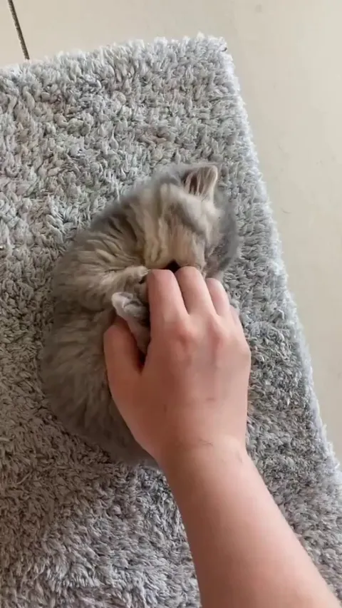 "If pure joy had a video, this would be it"