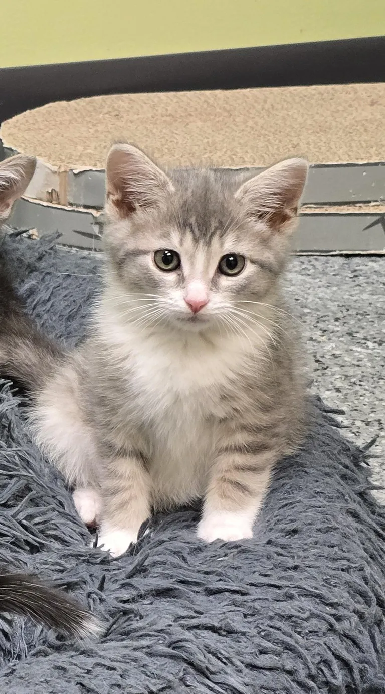 Teddy got adopted yesterday!