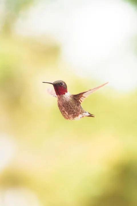 ITAP of a ruby throated hummingbird