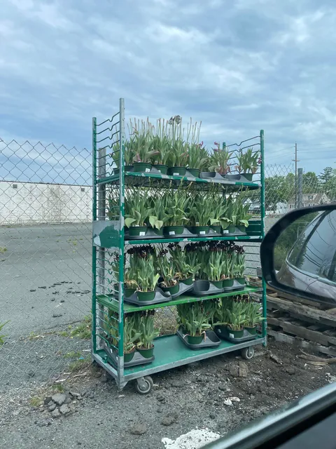 Saved Tulips from the trash today, do they stand a chance?