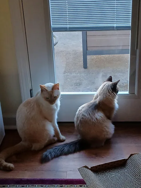 We adopted a rescue siamese that was supposed to be a short-hair... turns out she was just really malnourished (slideshow)