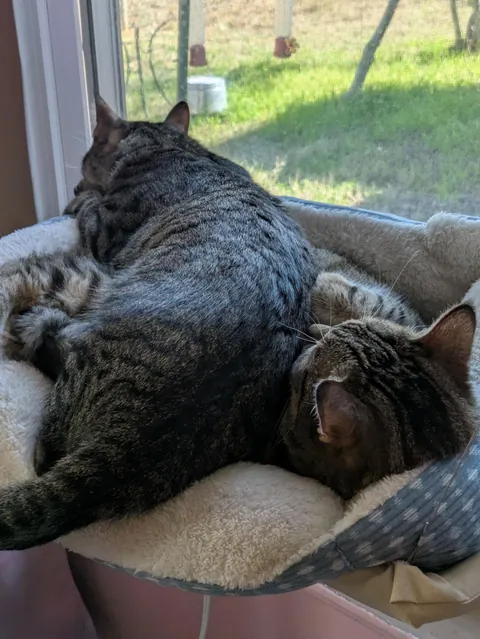 My bubba passed away suddenly.