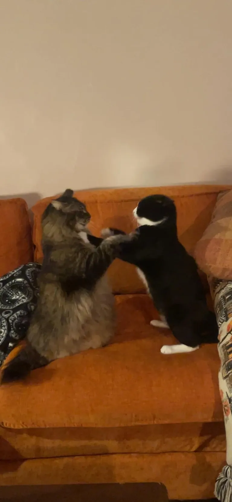 They are so weird together