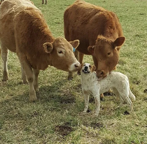 PsBattle: Dog enjoying a “cow lick.”