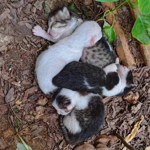 They were all cuddled up like this when I found them 😭