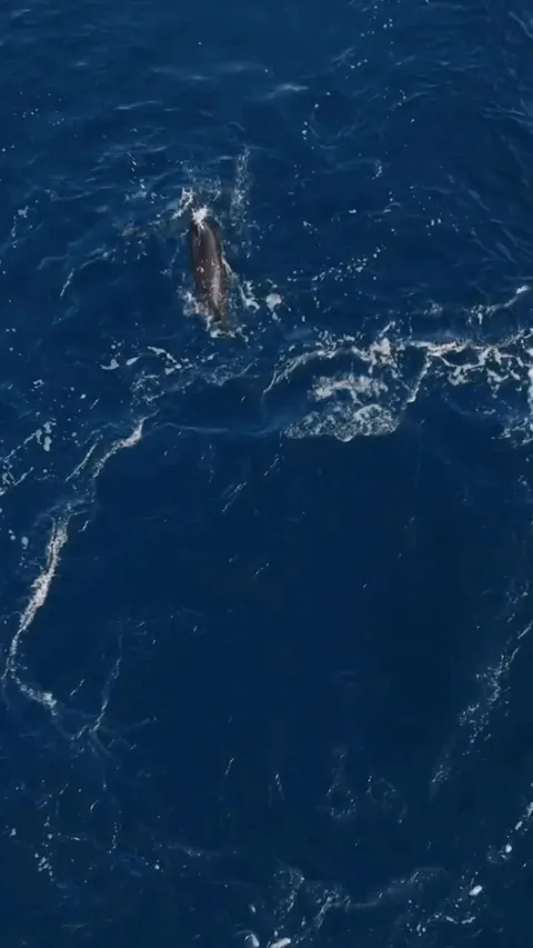 Orca stuns sea lion with powerful tail swipe. Joins with friend to tear it apart like a fresh bread roll