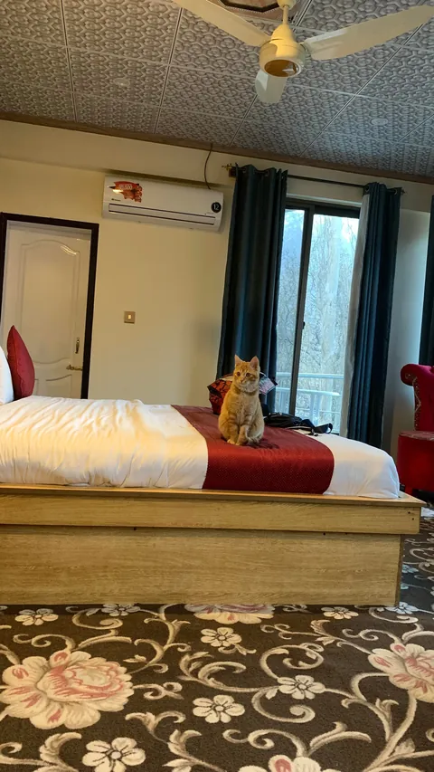 I took my cat to Himalayas on 30 Days bike tour.