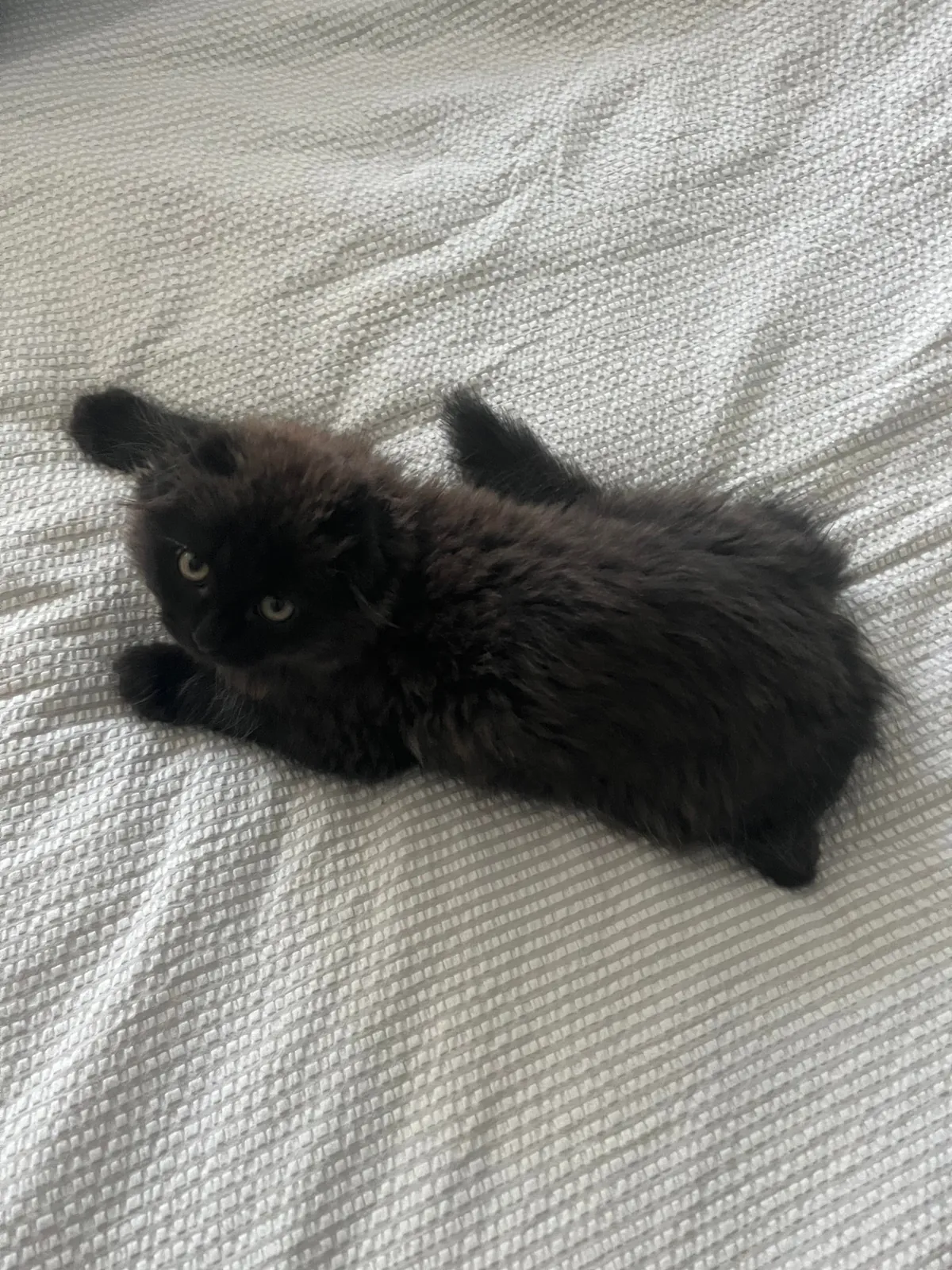 Does my kitty qualify as a black cat?