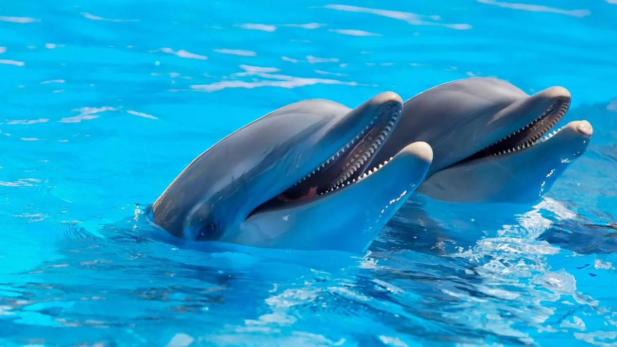 Male dolphins form decades long alliances to help each other find mates