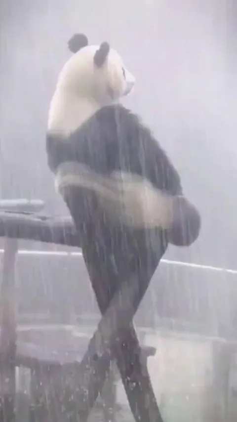 Panda enjoying rain