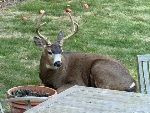 Got five yard deer eating apples today. New buck from last time