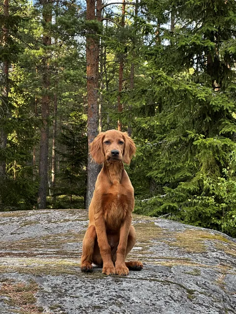 Our lanky boy