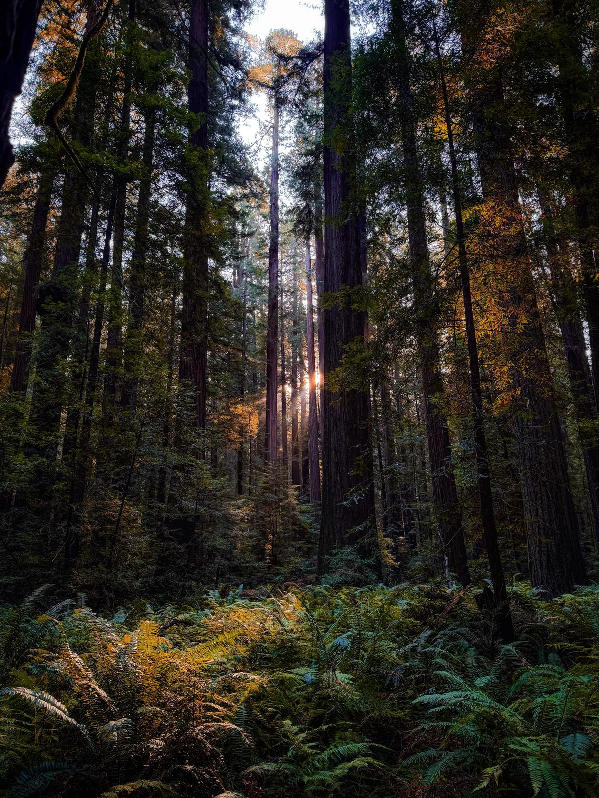 Redwoods, California [OC, 3074 x 4095]