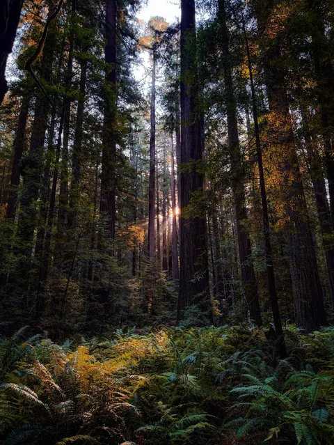 Redwoods, California [OC, 3074 x 4095]