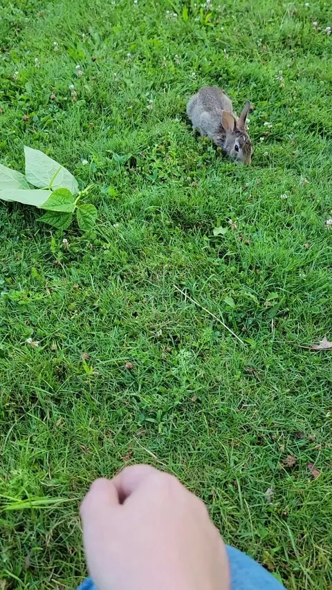 I've been trying to turn my backyard into a native sanctuary but this is ridiculous...