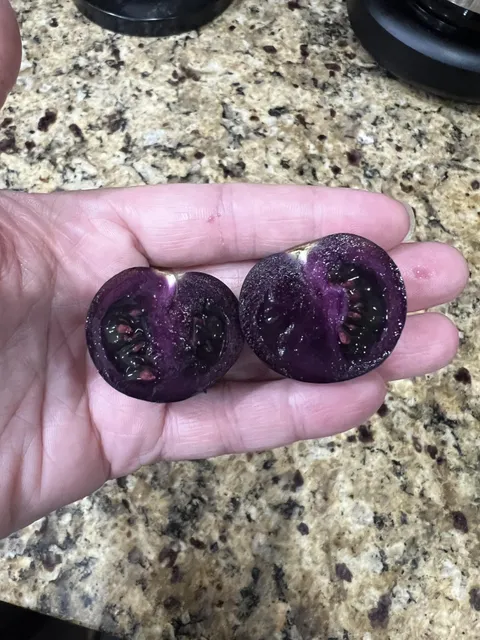 Purple tomatoes 