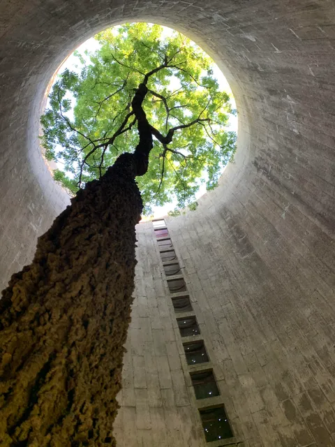 ITAP of a beautiful tree growing inside of an abandoned silo while I was exploring.