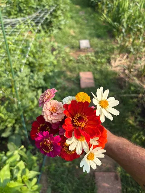 First year flower farm update