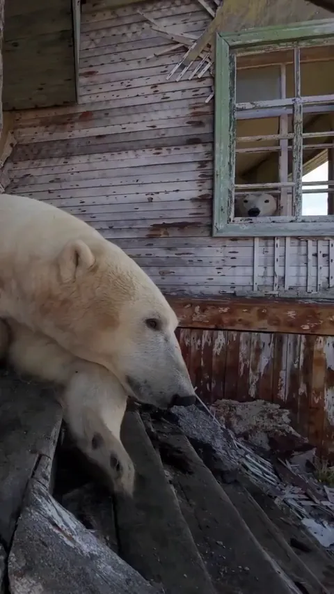 A family of polar bears have moved into an abandoned weather station on Kolyuchin Island