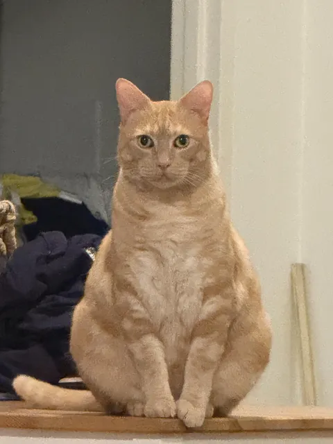 Is he fat be honest
