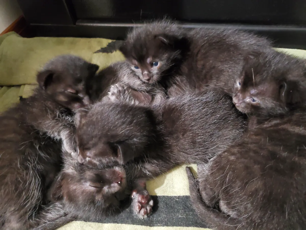 1 year with since I brought this girl home, pregnant with 5 kittens