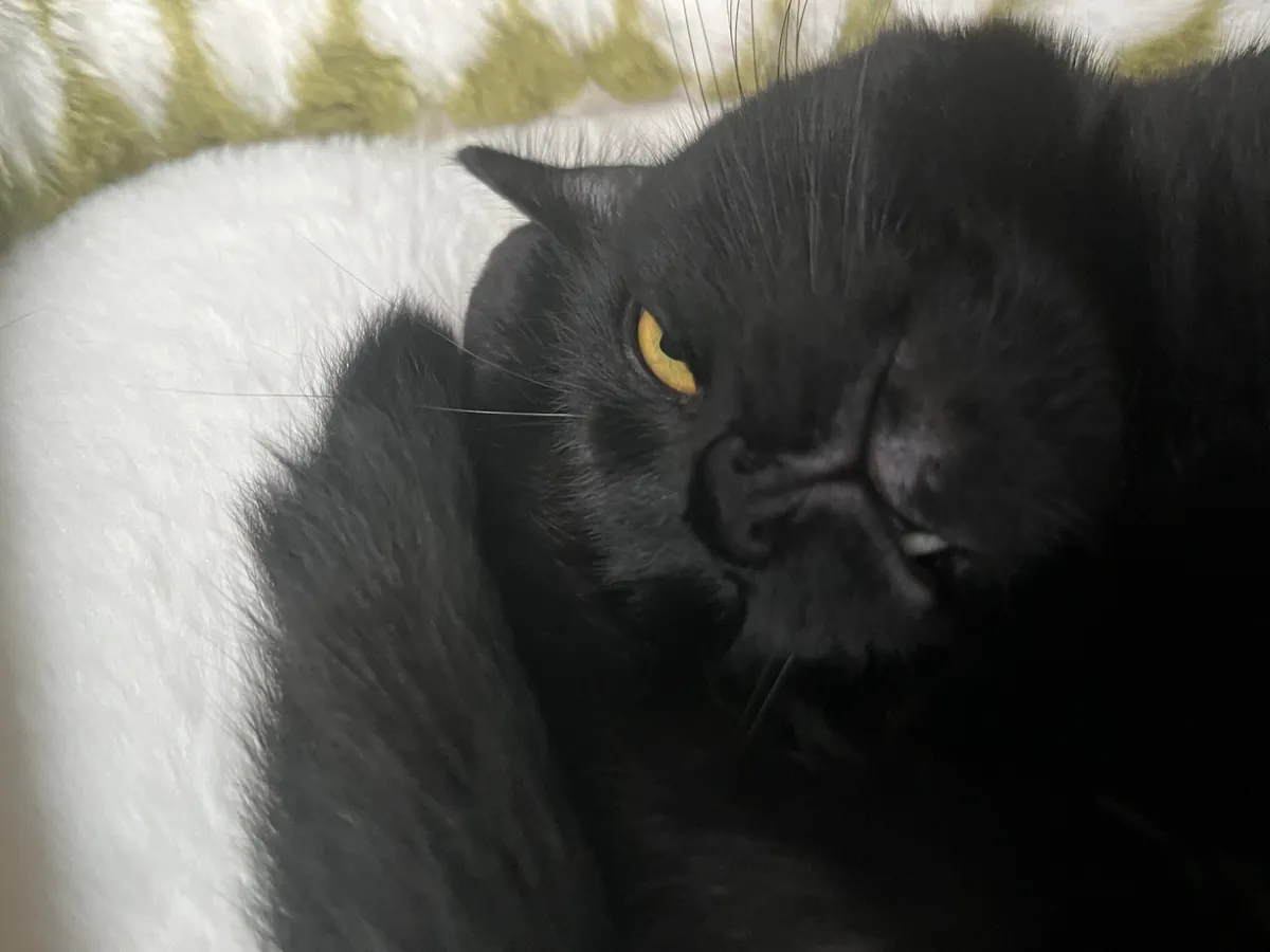 Happy National Black Cat Day to all of your babies 💕