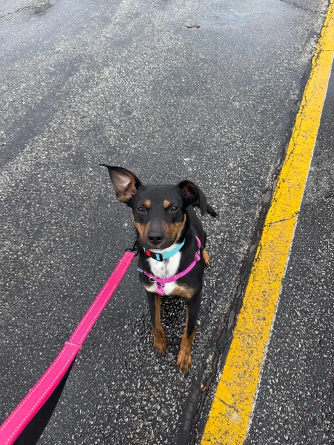 Took little Messiah for a field trip away from the shelter today