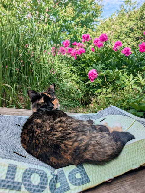 At 19 years old, my senior cat has entered her garden goddess era