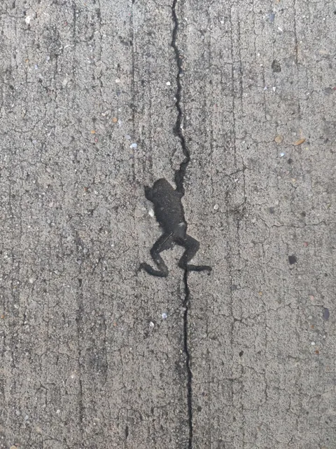 This hole in the pavement looks just like a frog