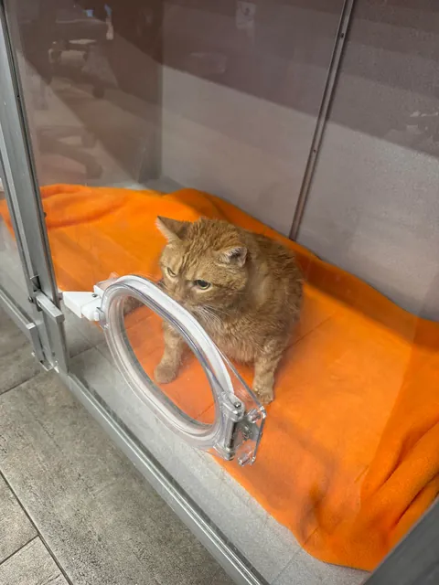 I said goodbye to my best friend this morning, and I’m having trouble believing I made the right choice