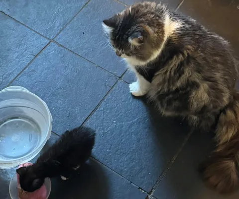 Big daddy Roscoe thinks this baby is his; let’s her have his food after she already has hers