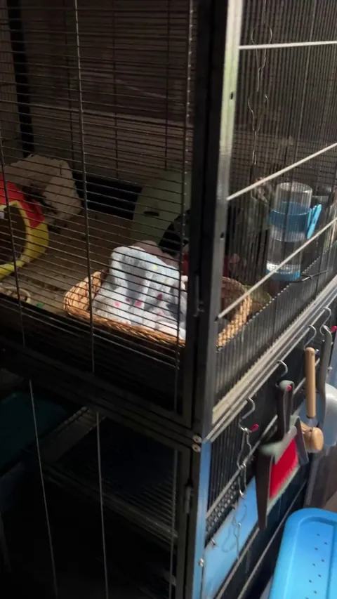 On Monday we’re saying goodbye to our ancient baby Gorgonzola