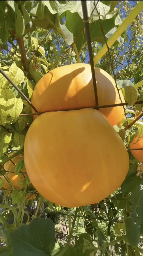 A pumpkin growing through a livestock panel.