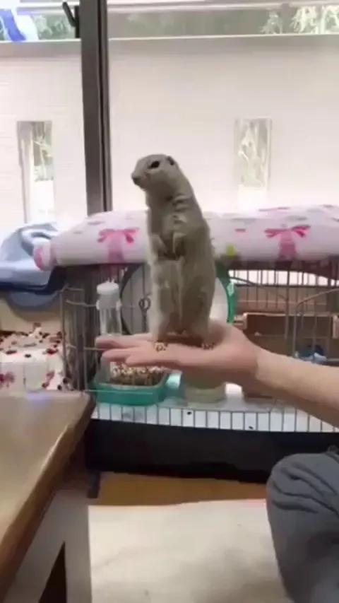 Natural Suspension...