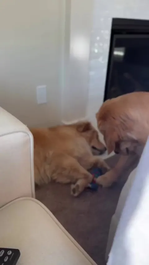 Can someone call 911? 🤣🤣