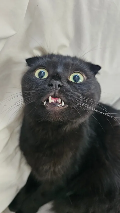 Are my cats ...okay? be honest