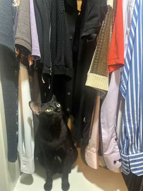 I miss him (he’s alive, I just cat sat)