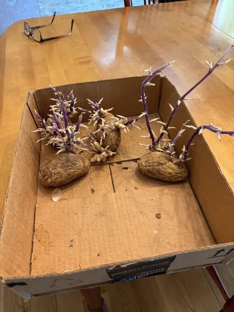 Will these old potatoes grow?