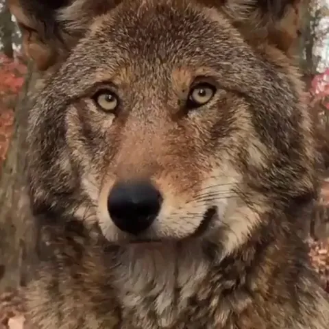 🔥 A red wolf. There currently less than 35 left in the wild in North Carolina. They are a critically endangered species.