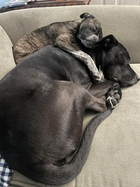 Adopted a puppy and she has her one week anniversary today. She has blended into our family perfectly and chosen our two year old as her big brother.